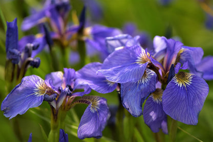 20 ALASKA IRIS Setosa Wild Flag Beachhead Blue Purple White Yellow Native Wetland Flower Seeds
