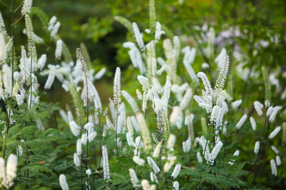 10 DOLL'S EYES Flower White Baneberry Cohosh Actaea Pachypoda Alba Seeds