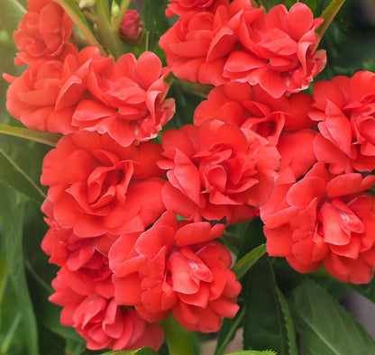 100 Mixed Dwarf TOM THUMB IMPATIENS Balsamina - Sun or Shade - Double Purple, Red, White, Pink, & Orange Flower Seeds