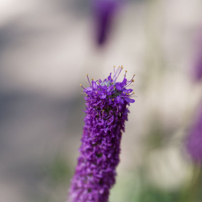 700 PURPLE PRAIRIE CLOVER Dalea Purpurea Flower Seeds
