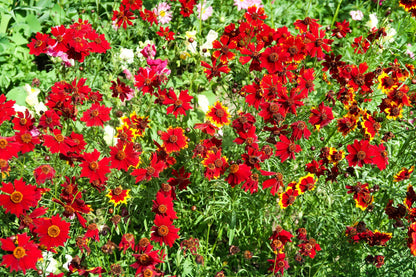 500 RED Dwarf PLAINS COREOPSIS Coreopsis Tinctoria Flower Seeds