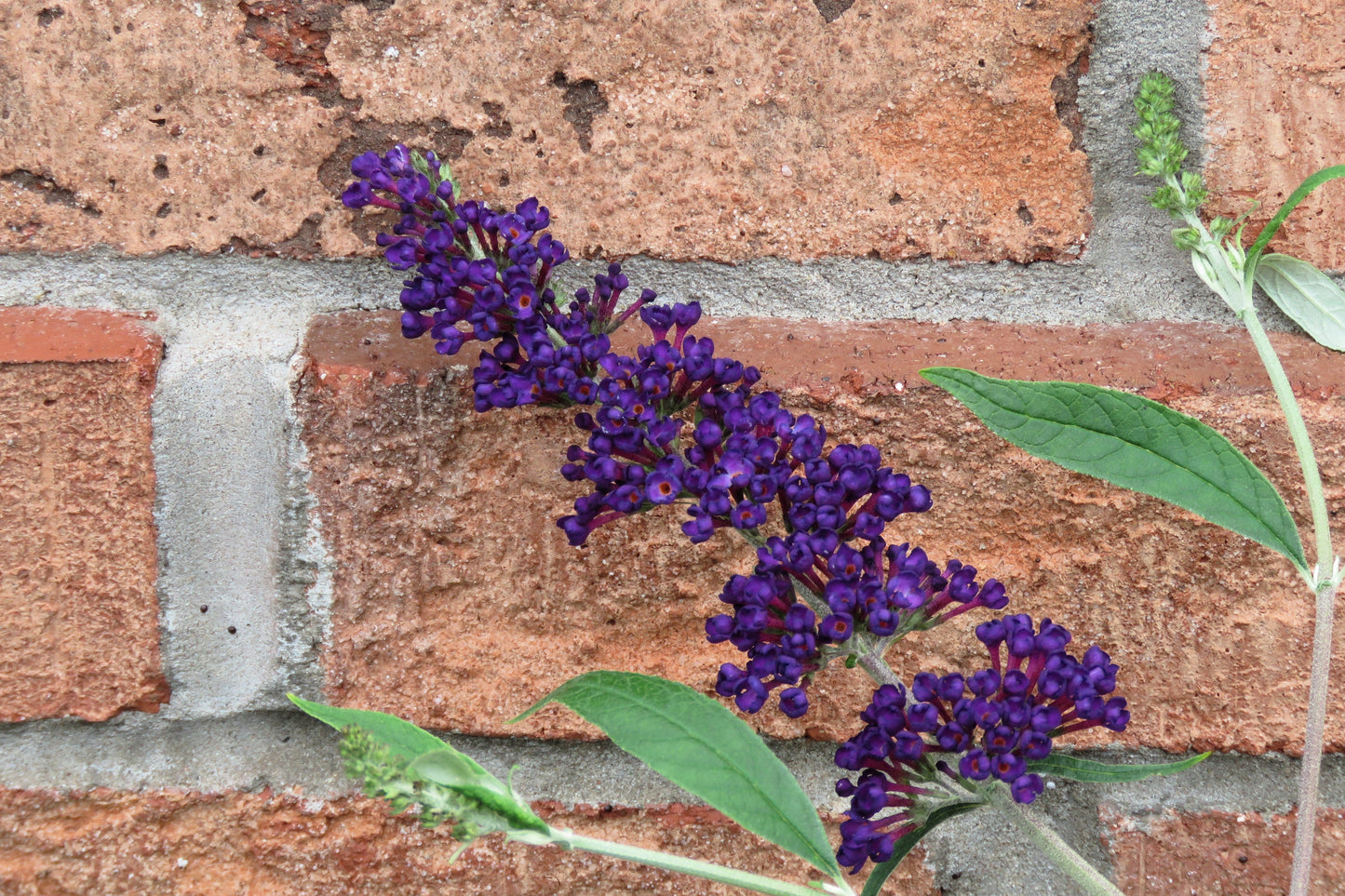50 Dark PURPLE BUTTERFLY BUSH Buddleja Davidii Hummingbird Shrub Fragrant Flower Seeds