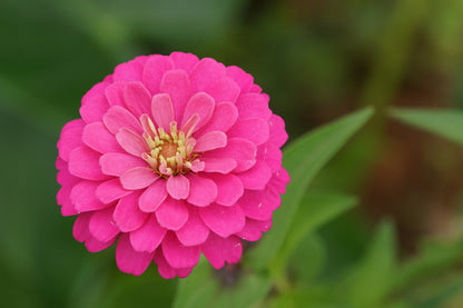 250 LUMINOSA PINK ZINNIA Elegans Flower Seeds