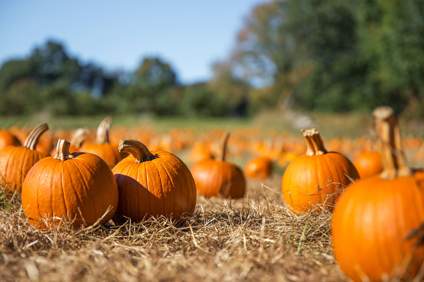 40 SMALL SUGAR PUMPKIN Orange Pie or Carving Cucurbita Pepo Vegetable Seeds