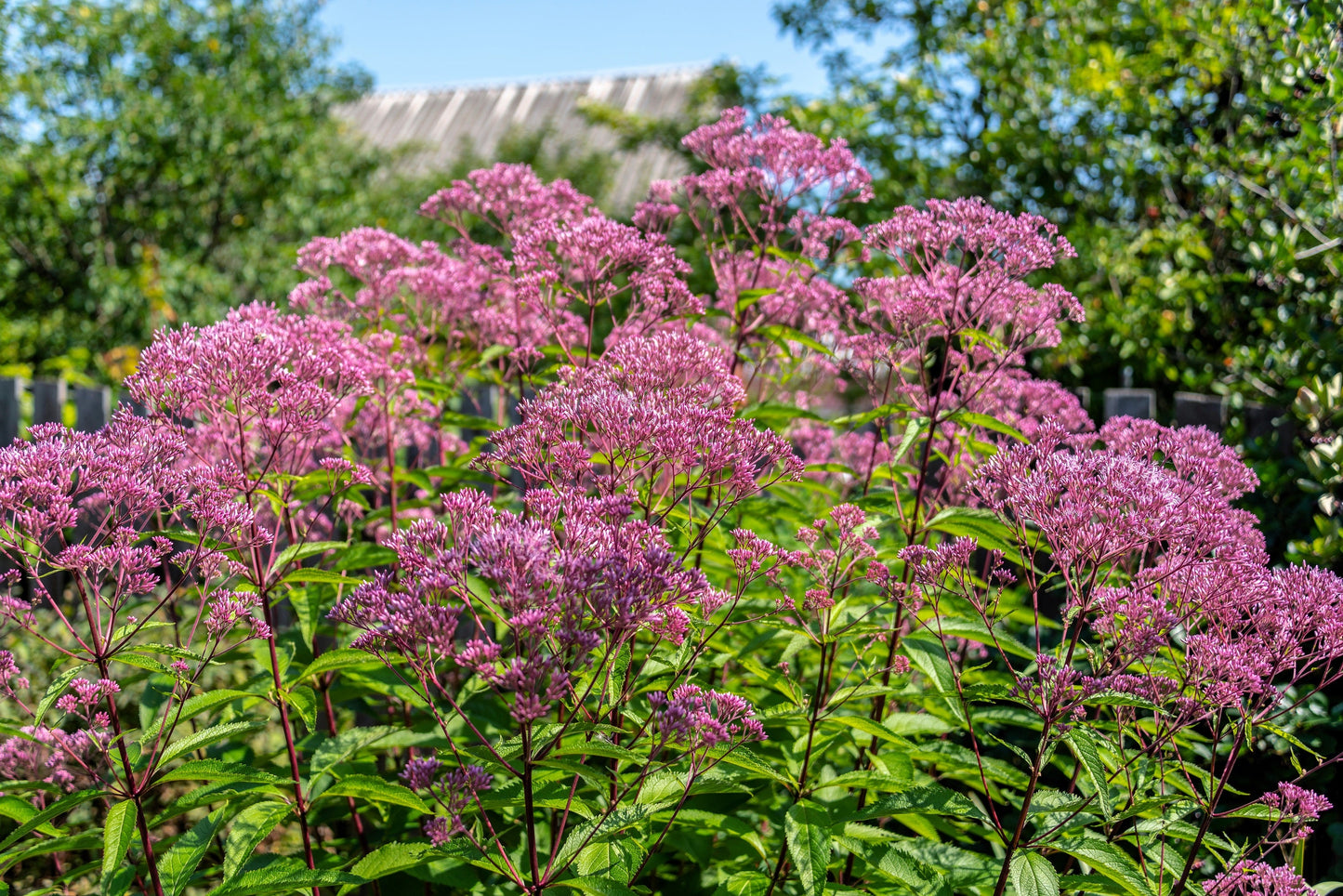 50 Mixed Colors JOE PYE WEED Eupatorium Maculatum Flower Seeds