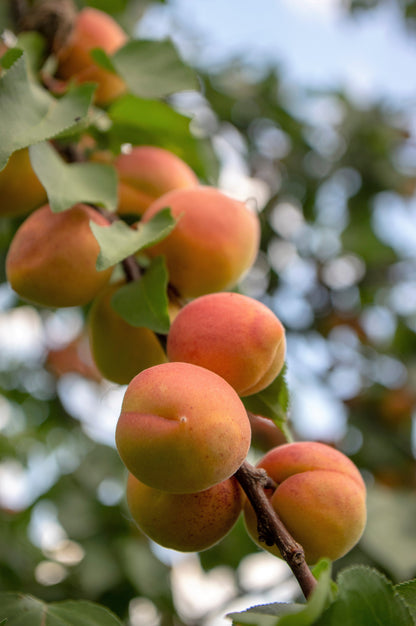 5 COMMON APRICOT Fruit Tree Prunus Armeniaca White Pink Flower Seeds