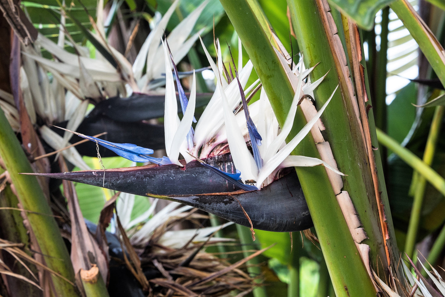 5 GIANT BIRD OF PARADISE Tree Strelitzia Nicolai Wild Banana White Crane Blue Purple Flower Houseplant Seeds