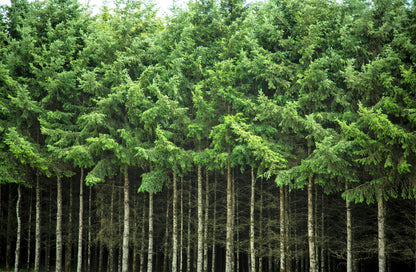 20 DOUGLAS FIR Tree Abies Pseudotsuga Menziesii Christmas Tree Blue Douglas Pine Spruce Native Evergreen Seeds