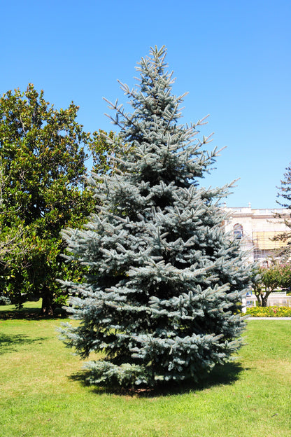 50 Colorado BLUE SPRUCE Tree Picea Pungens Glauca Christmas Tree White Silver Spruce Evergreen Seeds