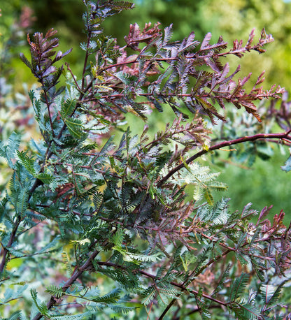 10 PURPLE ACACIA Baileyana Purpurea Fernleaf Mimosa Cootamundra Wattle Tree Yellow Flower Seeds