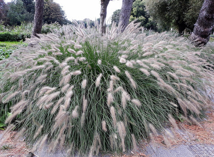 25 DWARF FOUNTAIN GRASS Pennisetum Alopecuroides Hardy Ornamental White Plume Seeds