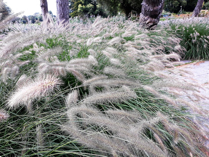 25 DWARF FOUNTAIN GRASS Pennisetum Alopecuroides Hardy Ornamental White Plume Seeds