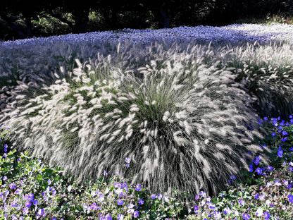 25 DWARF FOUNTAIN GRASS Pennisetum Alopecuroides Hardy Ornamental White Plume Seeds