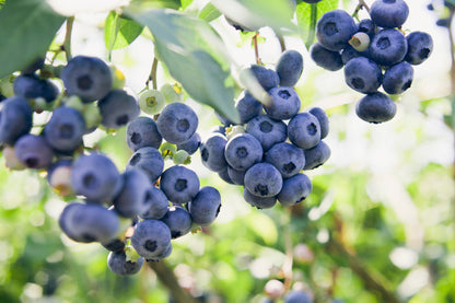 50 Northern HIGHBUSH BLUEBERRY BUSH Vaccinium Fruit Shrub Blue Berry White Flower Seeds
