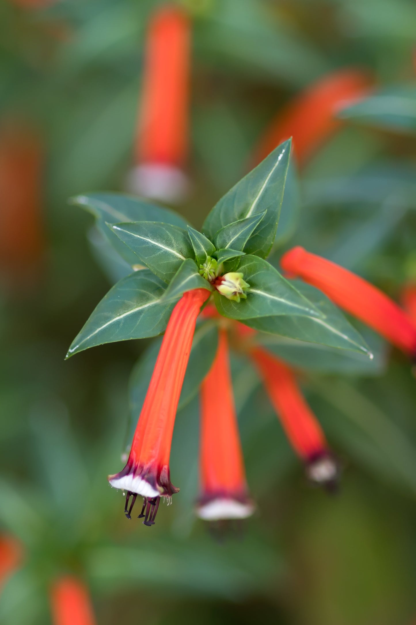 10 Red CIGAR PLANT Mexican Firecracker Cuphea Ignea Hummingbird Flower Seeds