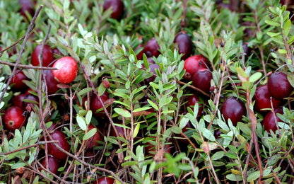 100 Perennial CRANBERRY American Vaccinium Macrocarpon Red Fruit Bush Seeds
