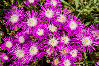 25 STARDUST ICE PLANT Mesembryanthemum Delosperma Floribunda Perennial Purple & White Flower Seeds