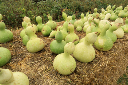 20 BIRDHOUSE GOURD (Hard Shelled Gourd / Calabash) Lagenaria Siceraria Vine Seeds