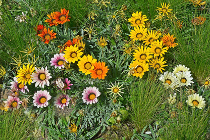 30 Mixed Colors GAZANIA Rigens Treasure Flower Seeds