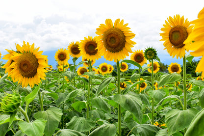 10 Early MAMMOTH RUSSIAN SUNFLOWER Helianthus Annuus Flower Seeds