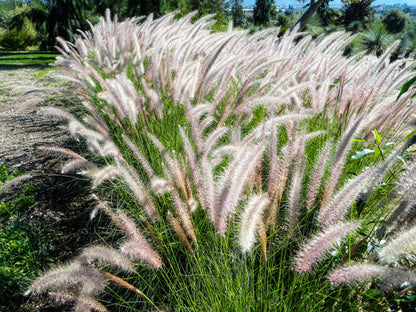25 DWARF FOUNTAIN GRASS Pennisetum Alopecuroides Hardy Ornamental White Plume Seeds