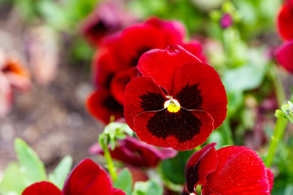 50 RED & BROWN PANSY Swiss Giant Violet Viola Wittrockiana Flower Seeds