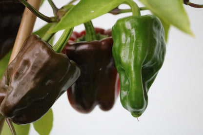 30 CHOCOLATE BEAUTY Bell PEPPER Sweet Brown Capsicum Annuum Vegetable Seeds