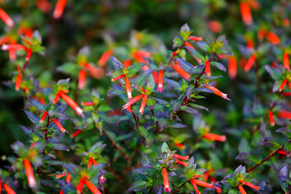 10 Red CIGAR PLANT Mexican Firecracker Cuphea Ignea Hummingbird Flower Seeds