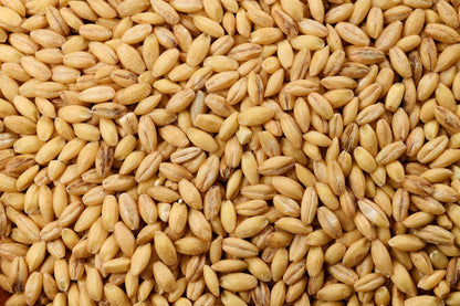 100 Common BARLEY Hordeum Vulgare Grain Grass Cover Crop Beer Seeds