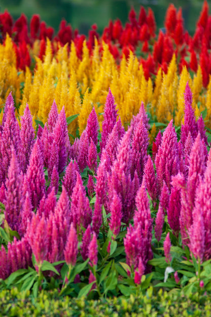 150 Mixed PAMPAS PLUMES COCKSCOMB Celosia Plumosa Flower Seeds