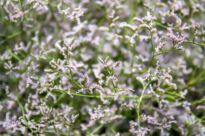 30 GERMAN STATICE White Sea Lavender Goniolimon Tataricum Limonium Flower Seeds