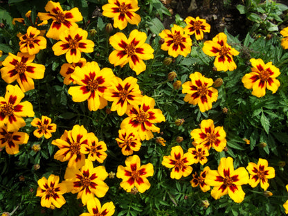 400 Dainty MARIETTA FRENCH MARIGOLD Tagetes Patula Red & Yellow Flower Seeds