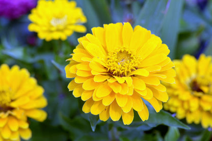 500 Mixed Colors CALIFORNIA GIANT ZINNIA Elegans Flower Seeds