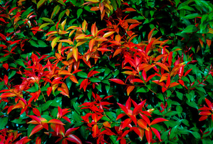 15 DWARF SACRED BAMBOO Heavenly Nandina Domestica Nana Pink Red Sun Shade Shrub Seeds