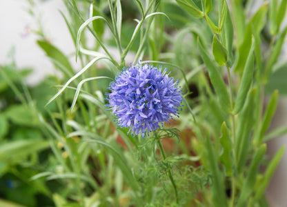 1500 GLOBE GILIA Bluehead Gilia Capitata Thimble Flower Seeds