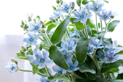10 TWEEDIA BLUE MILKWEED Southern Star of Argentine Tweedia Caerulea syn. Oxypetalum Flower Vine Seeds