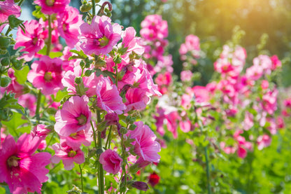 50 Mixed Colors HOLLYHOCK KING HENRY VIII Mix Alcea Rosea Flower Seeds