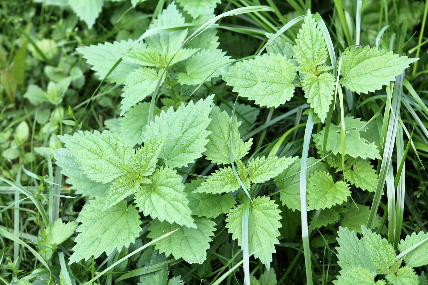 200 STINGING NETTLE Urtica Dioica (aka Common, California, or Bull Nettle / Tread Softly) Flower Seeds