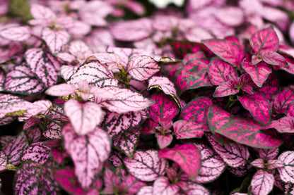 10 Dwarf Mixed Colors POLKA DOT PLANT Red Pink White Rose Splash Select Hypoestes Phyllostachya Flower Houseplant Seeds