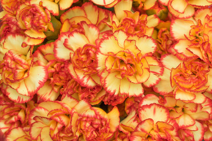 50 PICOTEE MIX CARNATION Dianthus Caryophyllus Double Bicolor Striped Flower Seeds