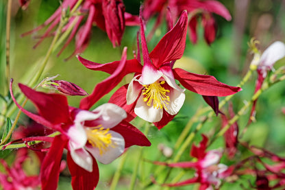 25 CRIMSON STAR COLUMBINE Red & White McKana's Giant Aquilegia Flower Seeds
