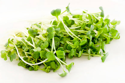 1250 WHITE ICICLE RADISH Raphanus Sativus Vegetable Seeds