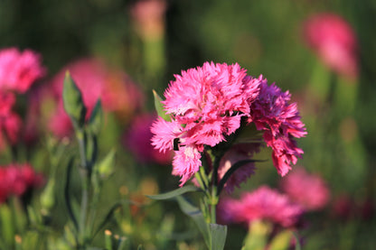 50 PINK ROSE CARNATION Dianthus Caryophyllus Grenadin Double Flower Seeds