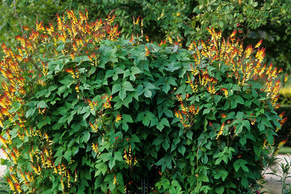 10 FIRECRACKER VINE Flower Mina Lobata Exotic Love Spanish Flag Ipomoea Seeds