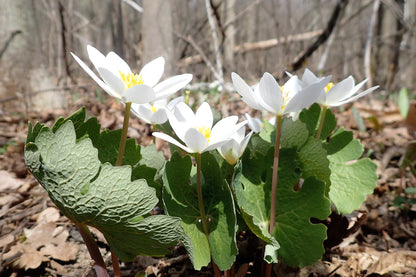 10 White BLOODROOT Sanguinaria Canadensis Shade Ground Cover Flower Seeds