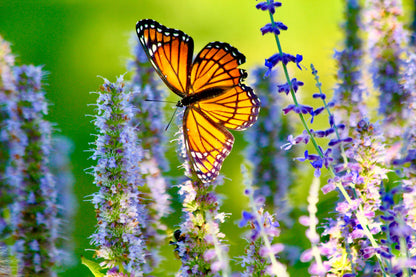30 MIXED COLORS AGASTACHE Aurantiaca Cana Hummingbird Mint Hyssop Flower Seeds
