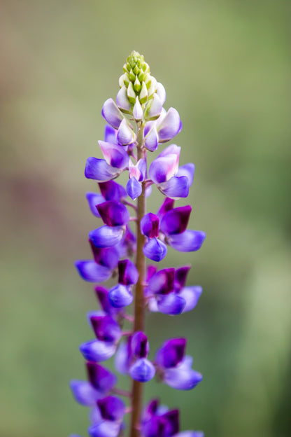 100 ARROYO LUPINE (Hollowleaf Lupine / Succulent Lupine) Lupinus Succulentus Flower Seeds