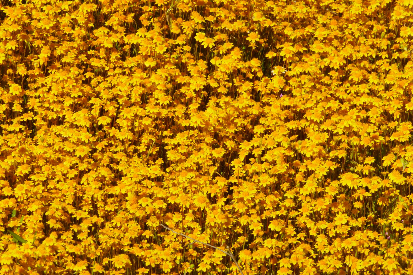 1500 CALIFORNIA SUNSHINE GOLDFIELDS Lasthenia Glabrata Yellow Flower Seeds