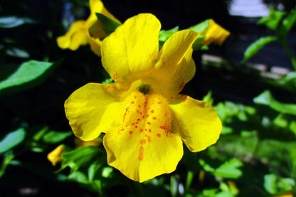 250 YELLOW MONKEY FLOWER Mimulus Grandiflorus Perennial Flower Seeds