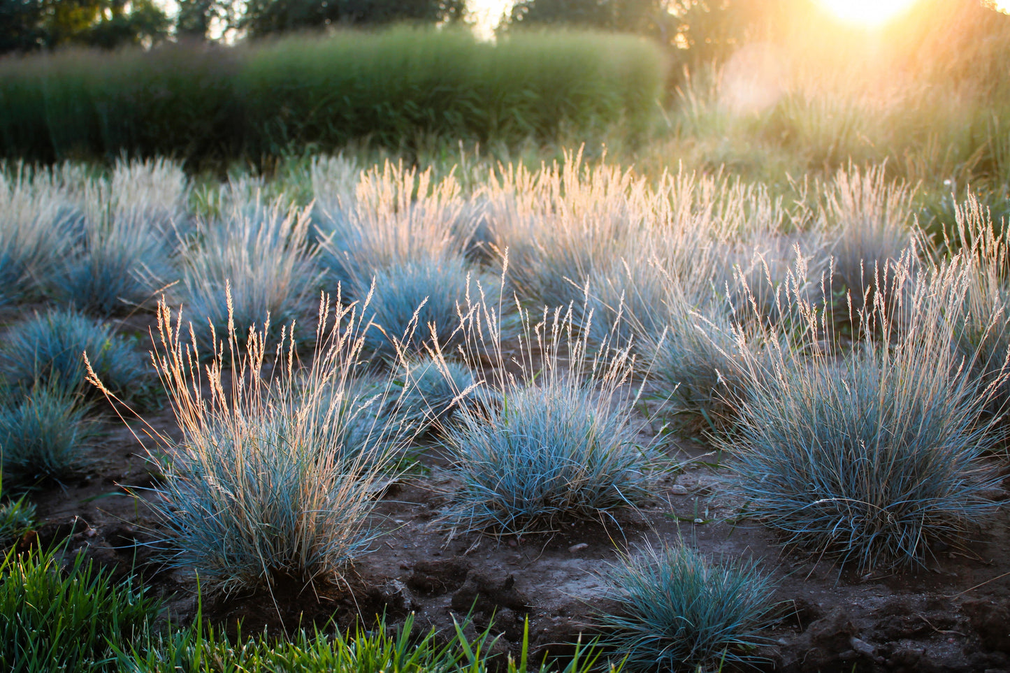 100 BLUE Sheeps FESCUE GRASS Festuca Ovina Glauca Cinerea Seeds